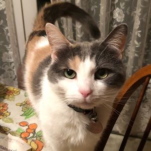 Meet your Posher, Lizzie